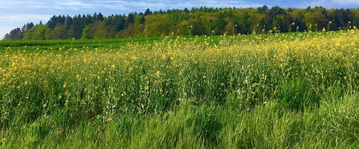 A field of yellow flowers under a clear blue sky with a forested hill in the background.