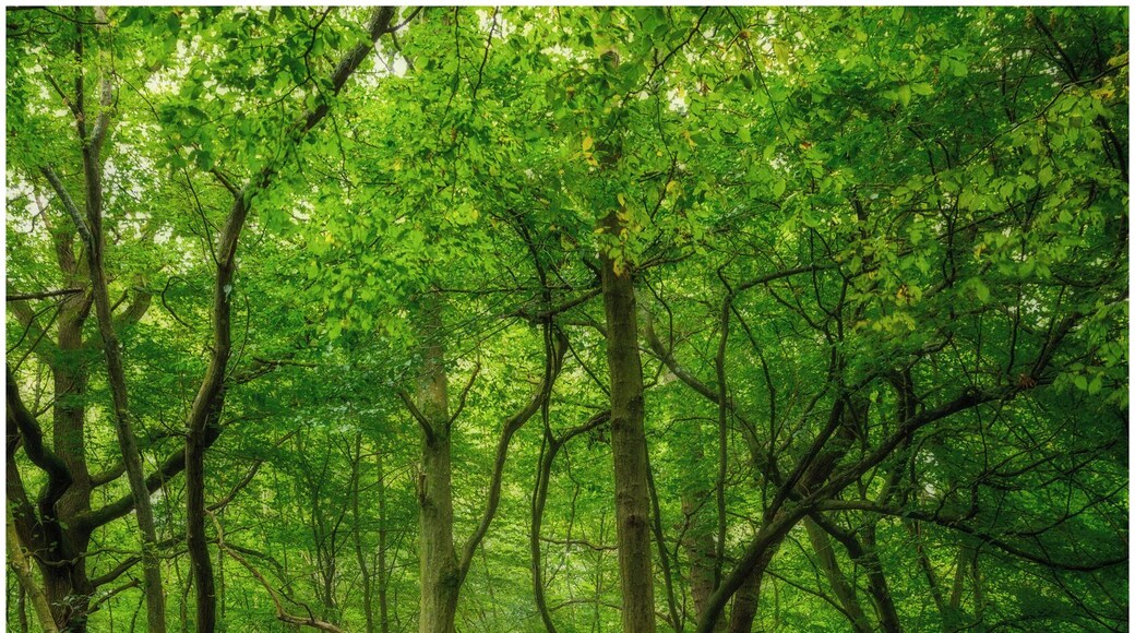 Spent the day trying to do #woodland #photography at #blean #woods near #canterbury watch the vlog here
https://youtu.be/muRLD9Nq--8