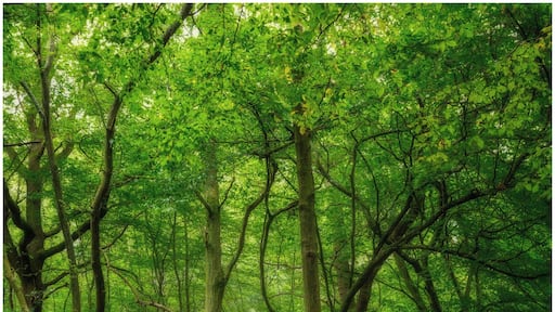 Spent the day trying to do #woodland #photography at #blean #woods near #canterbury watch the vlog here
https://youtu.be/muRLD9Nq--8