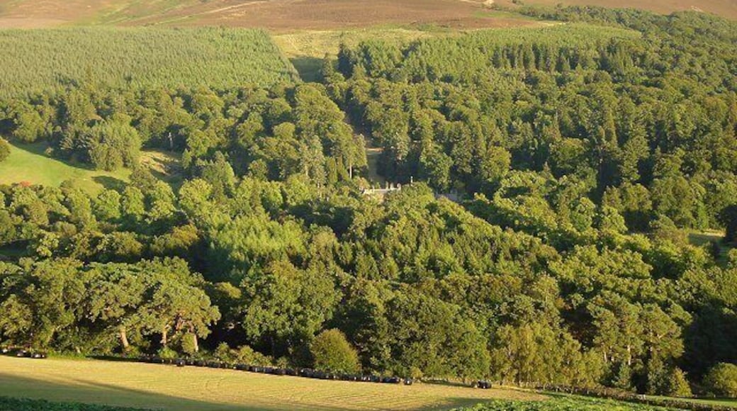 Dawyck. Another view from near Altarstone. This time in evening light. The gardens are amongst the woodlands around the house.