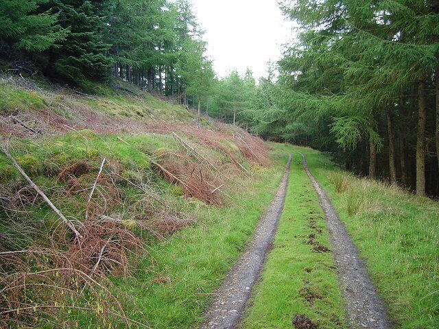 Dramore Wood. Forest road, Altarstone.