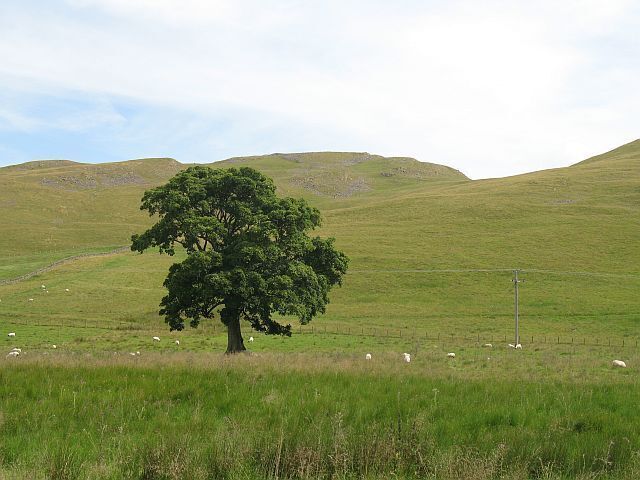 Oak tree under Cademuir Hill Rough grazing rising from the Manor Water to the ridge.