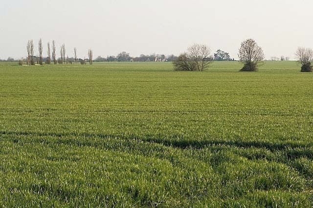 Manor Farm fields, Needingworth