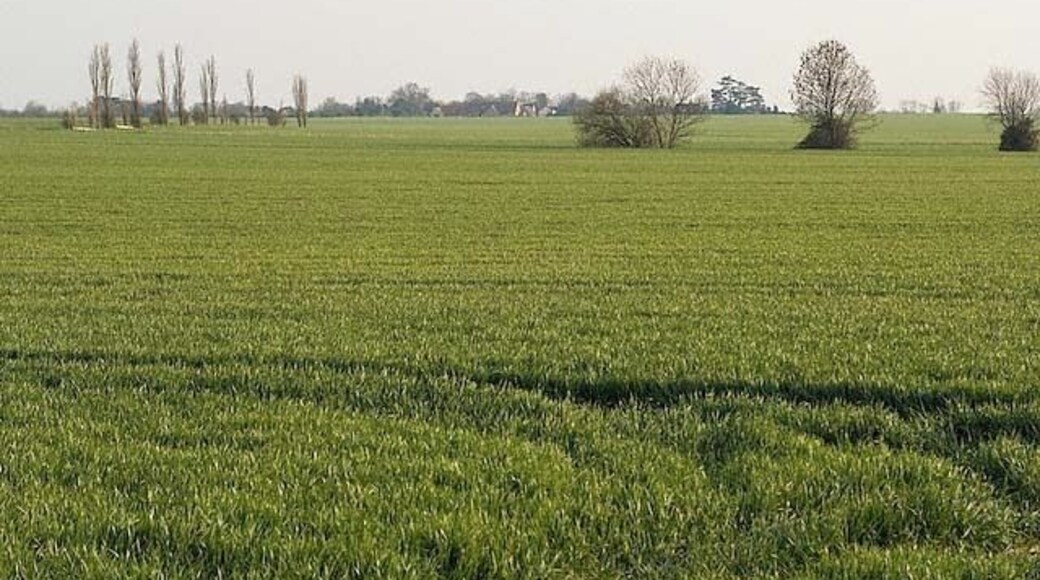 Manor Farm fields, Needingworth