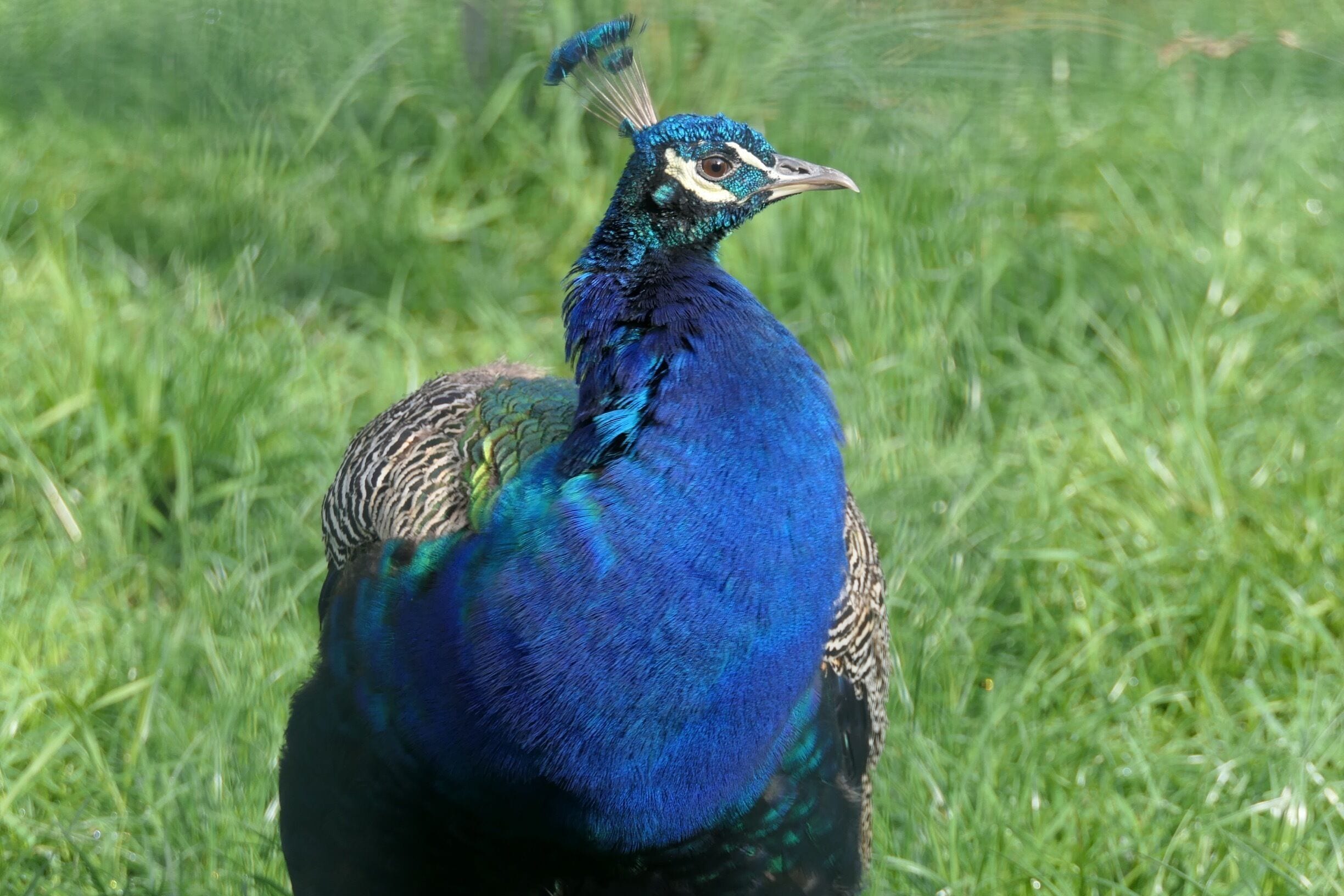 indian peacock