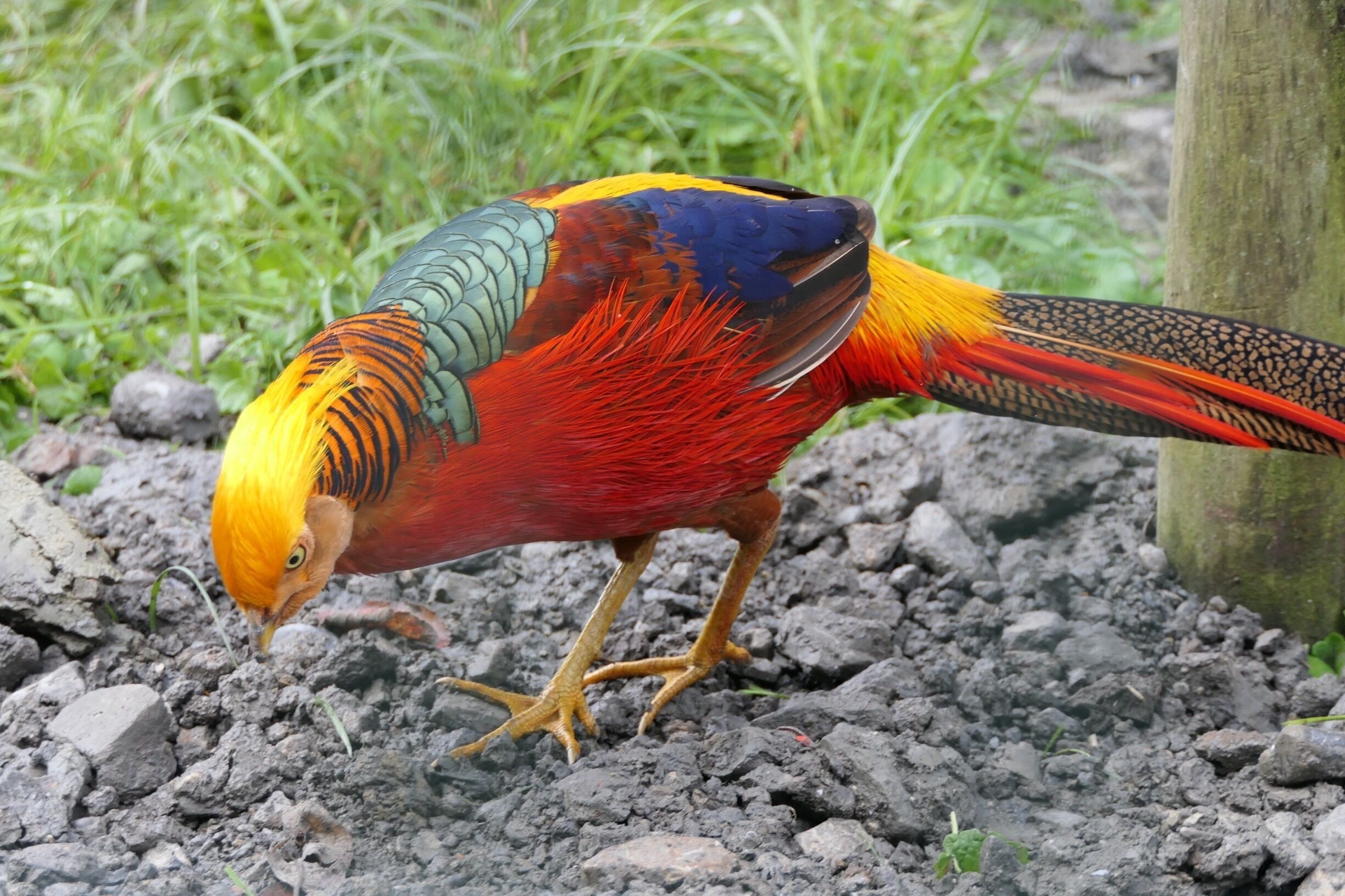 chinese pheasant