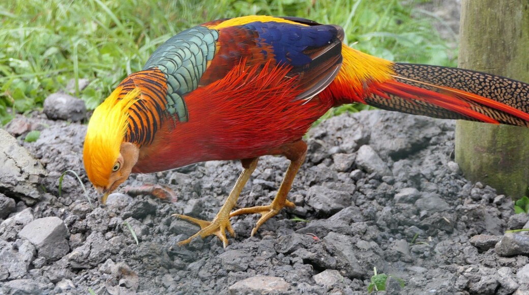 chinese pheasant