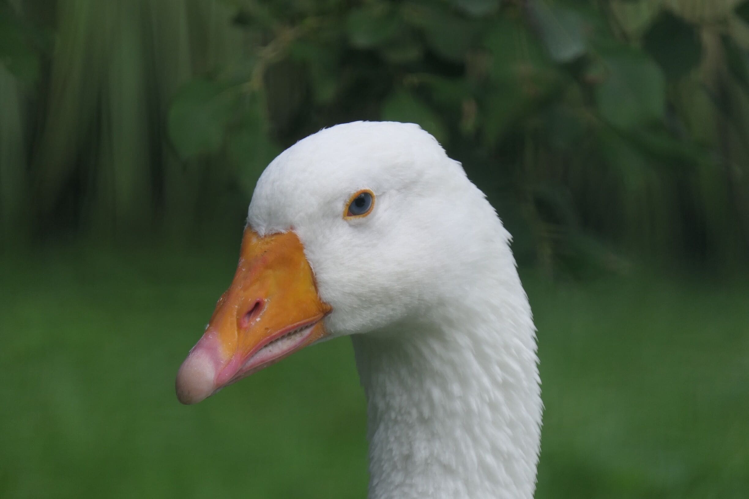 domestic goose