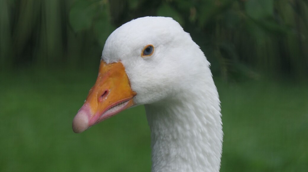 domestic goose