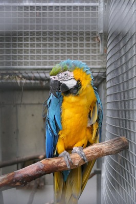 blue and gold macaw