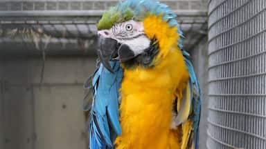 blue and gold macaw