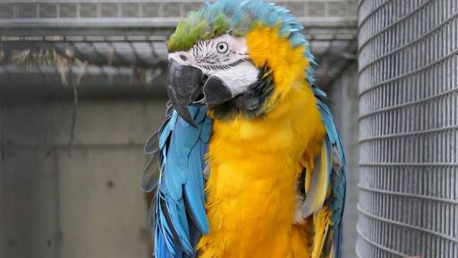 blue and gold macaw