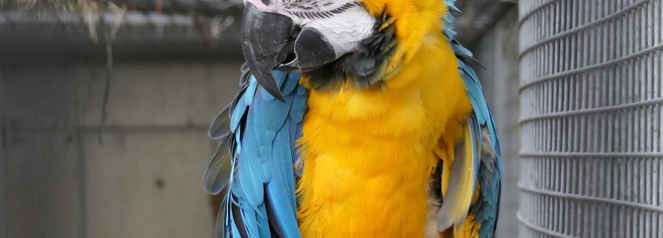 blue and gold macaw