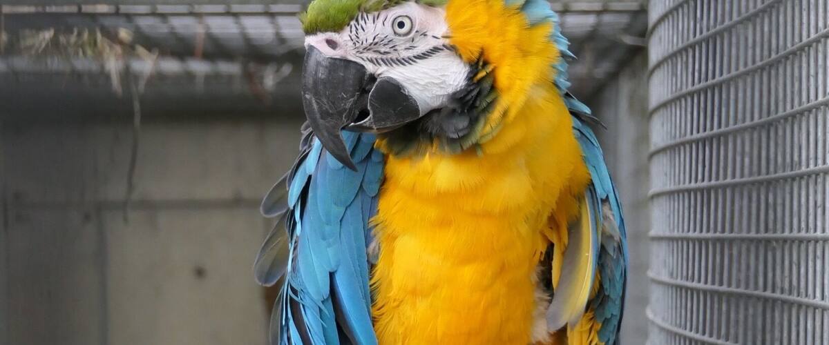 A parrot with blue and yellow feathers perched on a branch inside a cage.
