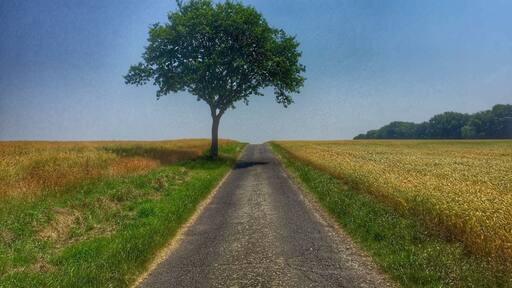 Just a lonesome tree...