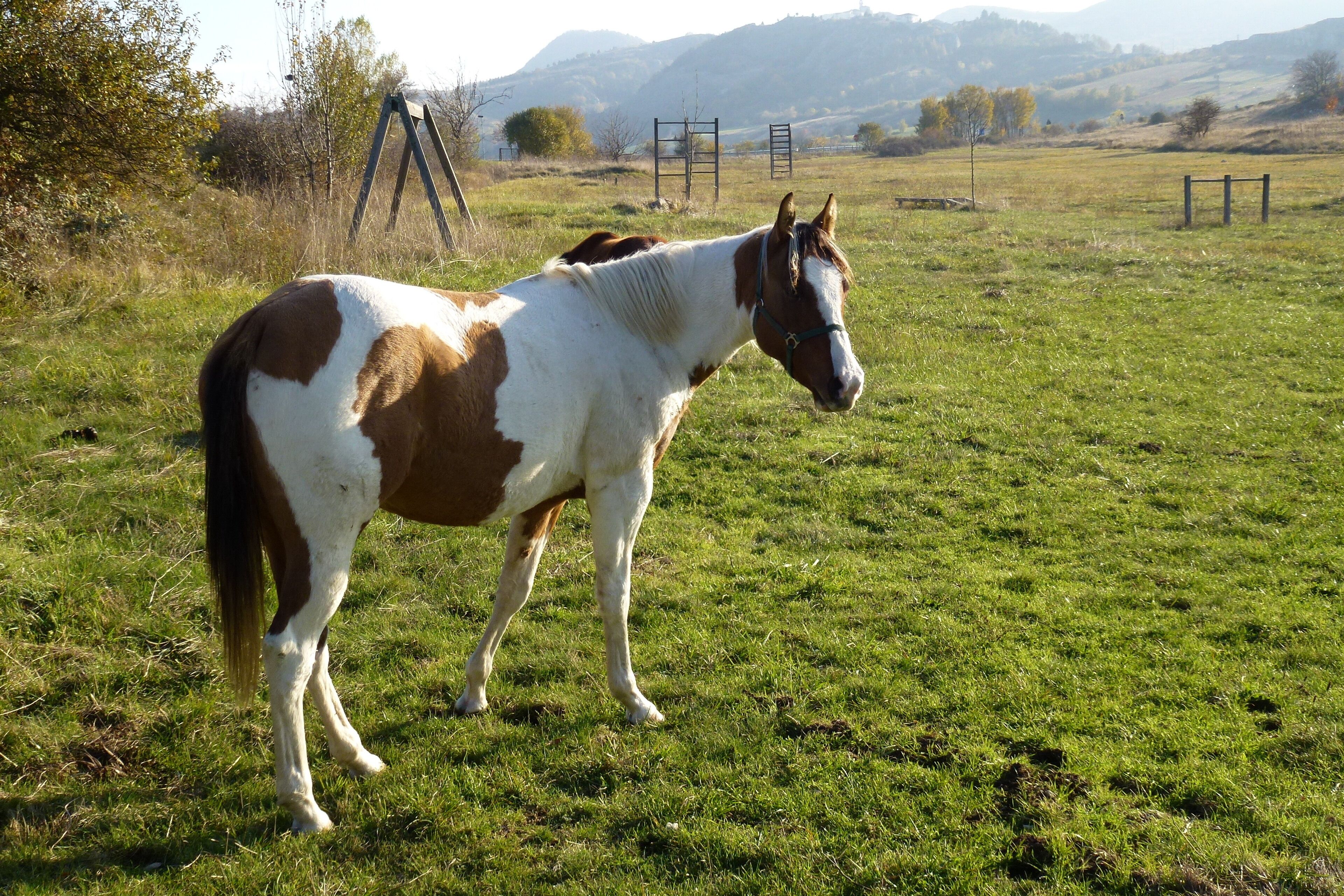 Un caballo en un campo cubierto de hierba, con colinas al fondo.