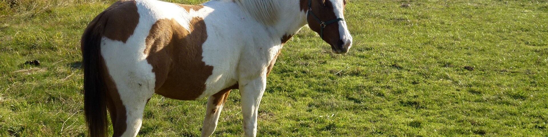 Un caballo en un campo cubierto de hierba, con colinas al fondo.