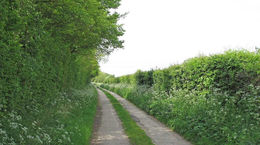 Track to Larks in the Wood, Pentlow