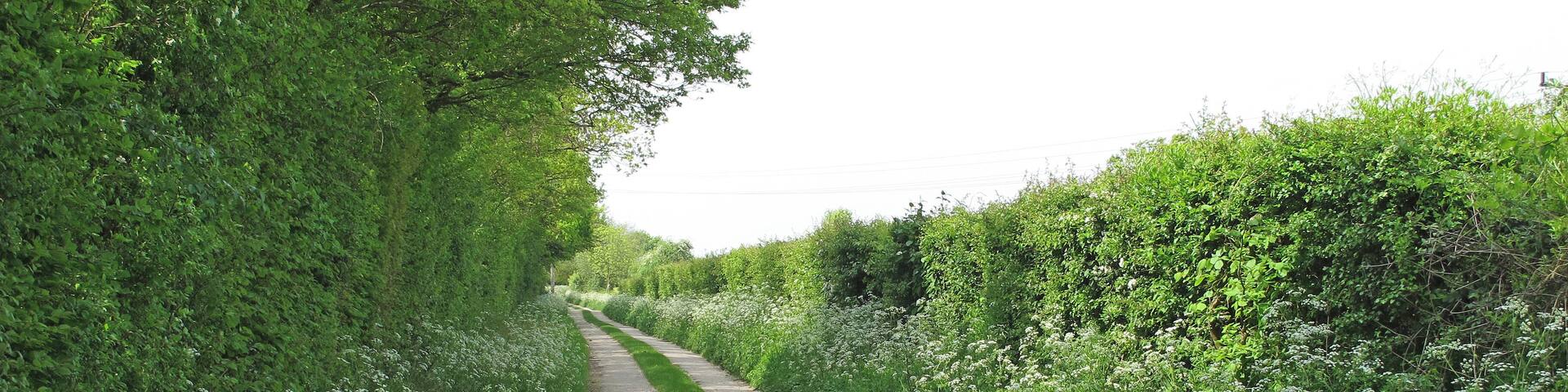 Track to Larks in the Wood, Pentlow