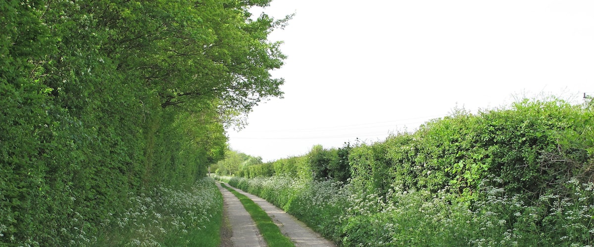 A narrow, paved rural path flanked by dense green foliage and wildflowers.