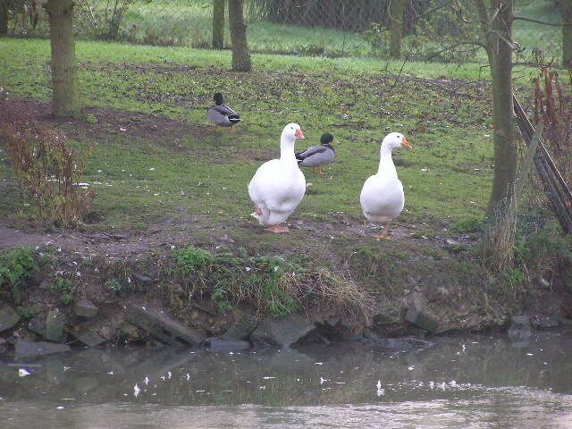 Geese at Bradfield's pond Two geese by the only unfrozen part of the pond outside Bradfield's Farm house. You can imagine the conversation - "You go first" - "No, you go first" - "Ok, let's chuck a duck in and see if it makes it!"