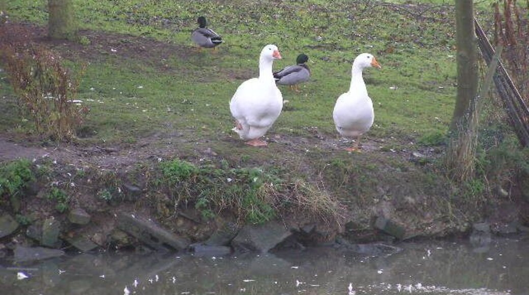 Geese at Bradfield's pond Two geese by the only unfrozen part of the pond outside Bradfield's Farm house. You can imagine the conversation - "You go first" - "No, you go first" - "Ok, let's chuck a duck in and see if it makes it!"