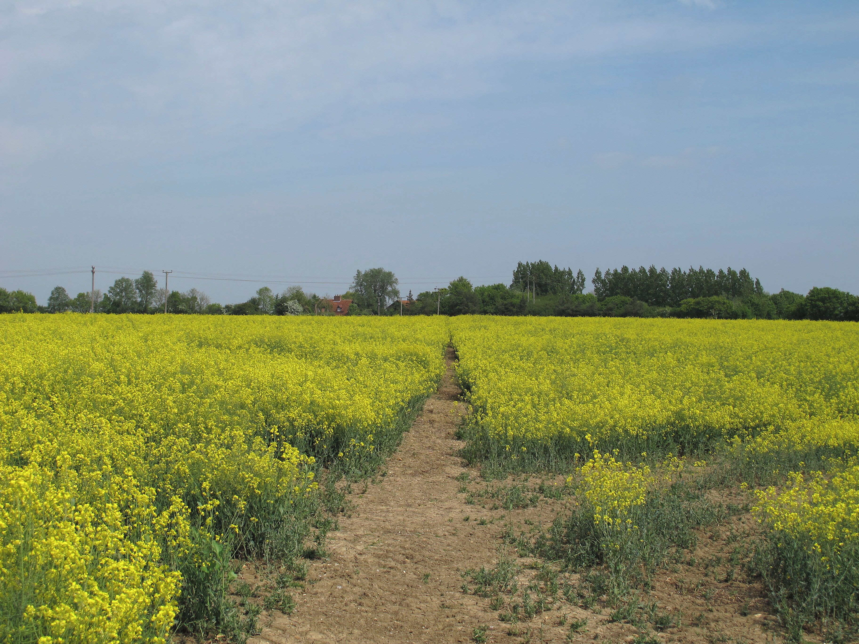 Footpath through oilseed rape, Pentlow