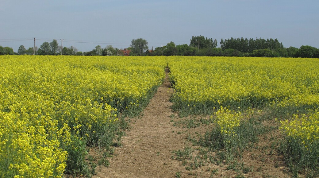 Footpath through oilseed rape, Pentlow