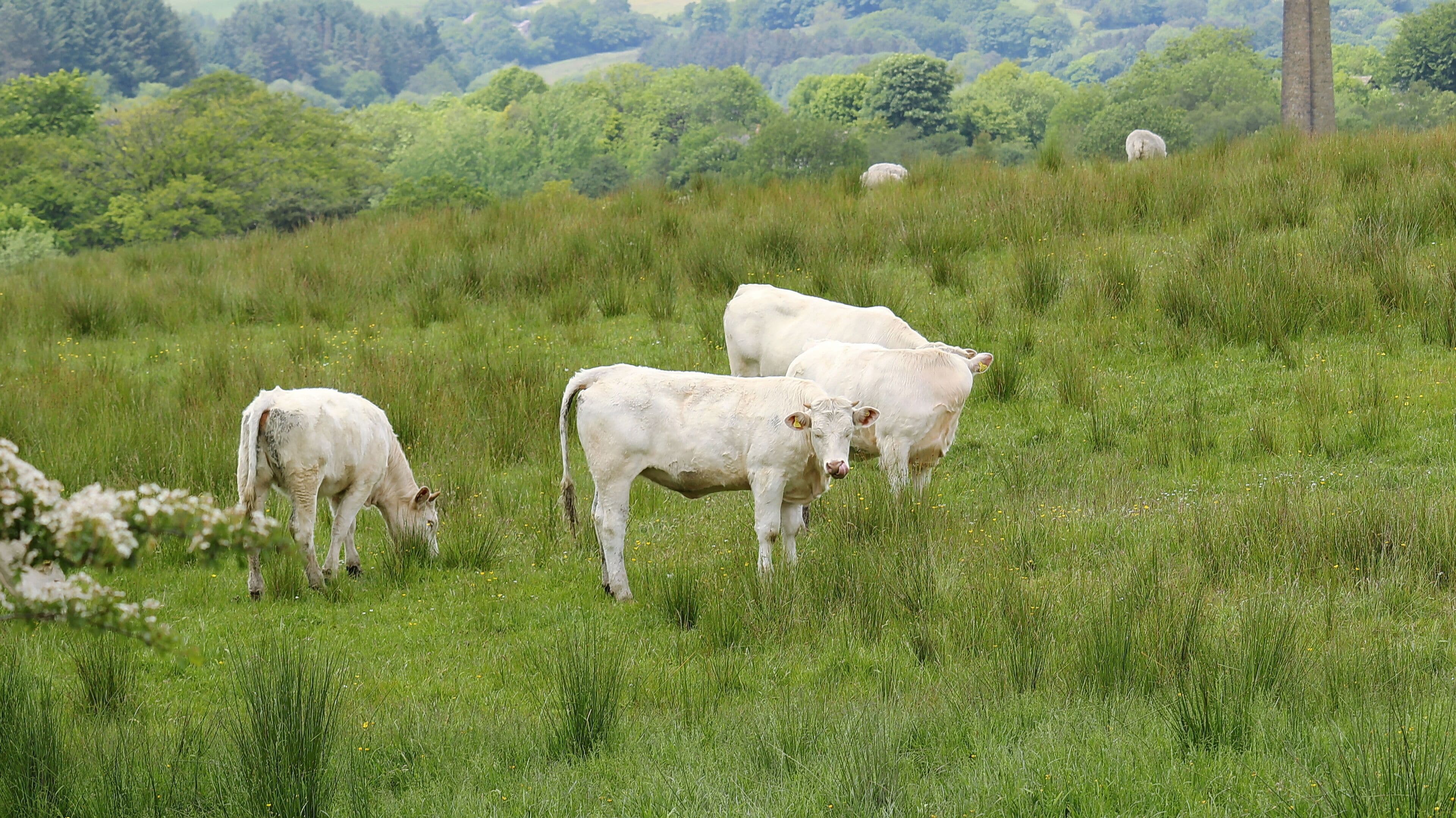 Un campo cubierto de hierba con varias vacas blancas pastando.