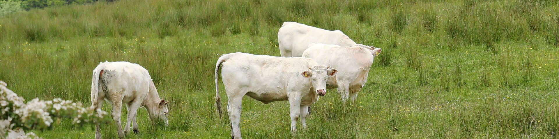 Un campo cubierto de hierba con varias vacas blancas pastando.