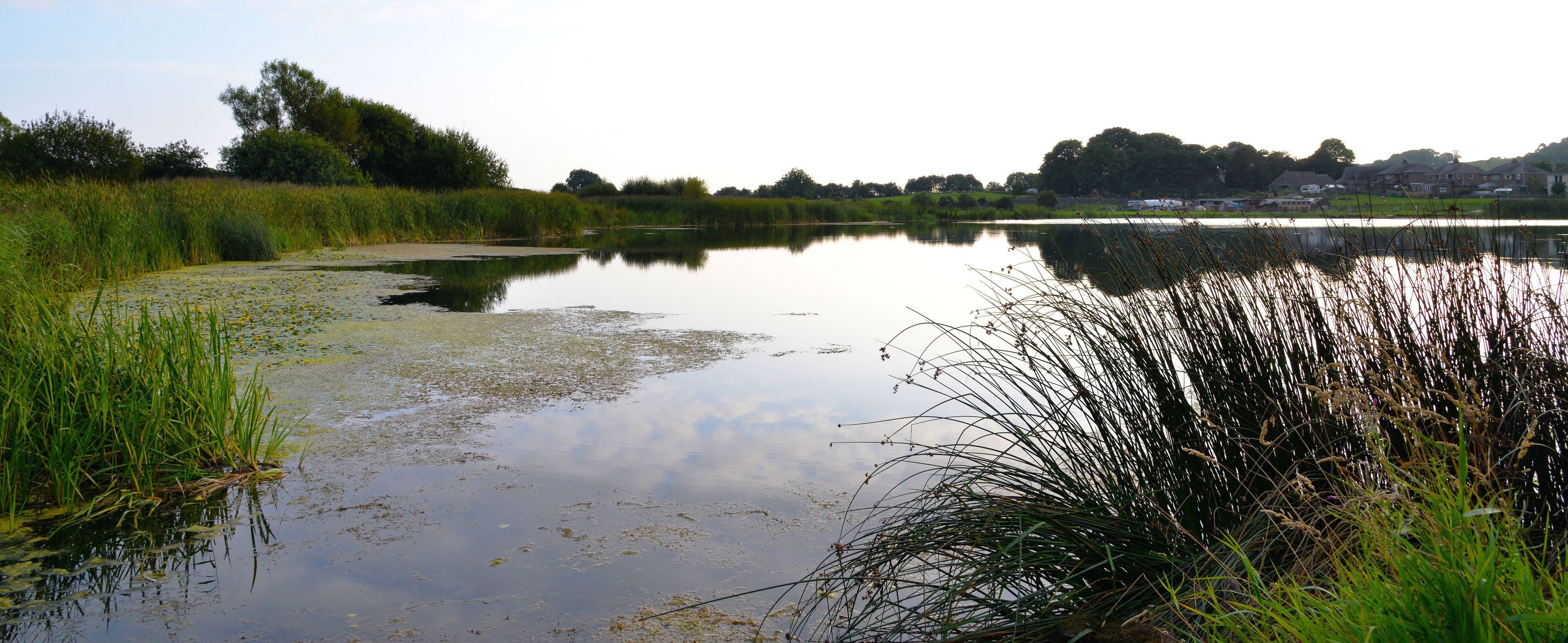 A calm lake with reeds and grass along the shore, surrounded by trees and houses in the background.