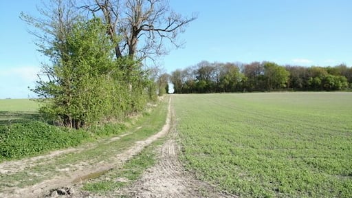 Track leading up to The Obelisk The obelisk commemorates the notable local family Wale.