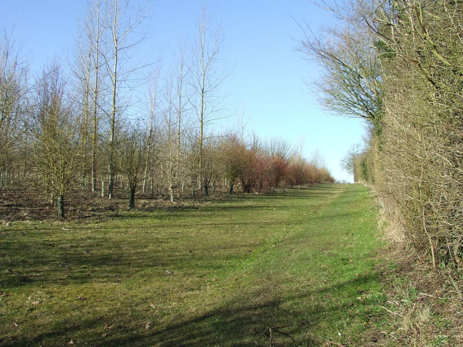 New Trees A new forest in the making near to Earl Soham, Suffolk.