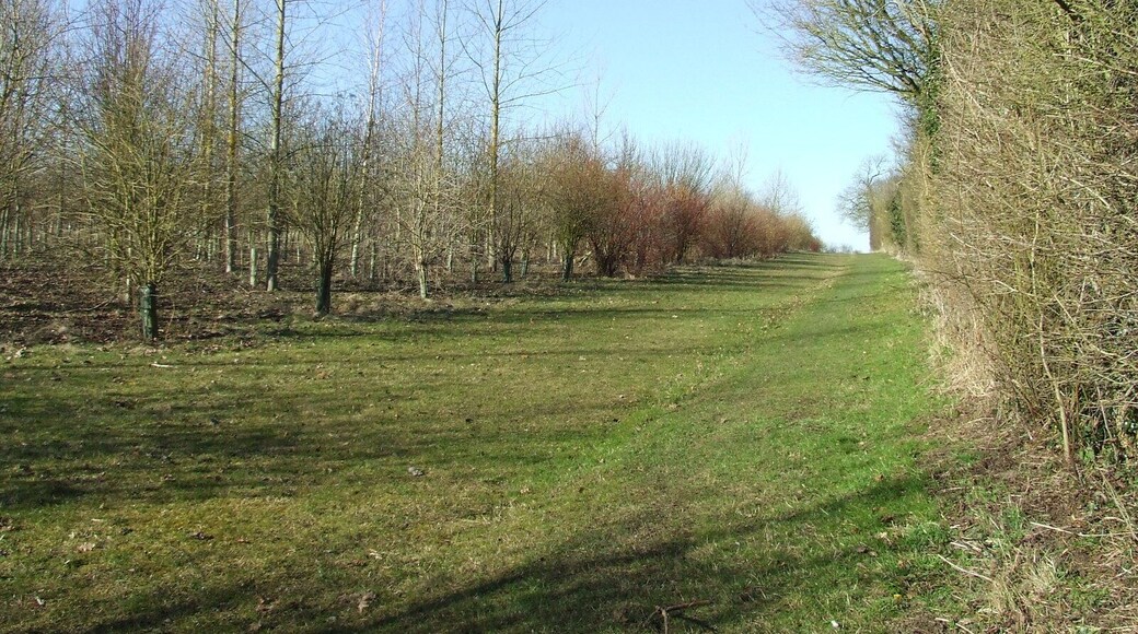 New Trees A new forest in the making near to Earl Soham, Suffolk.