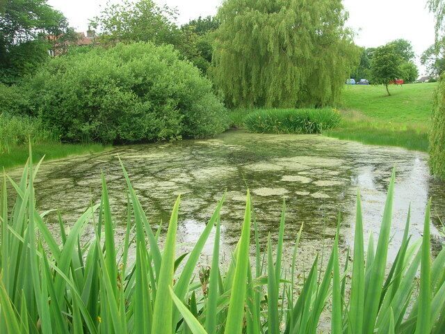 Duck Pond, Fimber, East Riding of Yorkshire, England.
