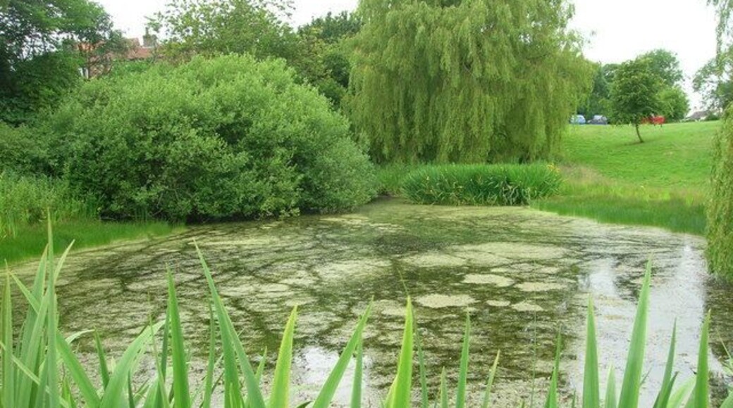 Duck Pond, Fimber, East Riding of Yorkshire, England.