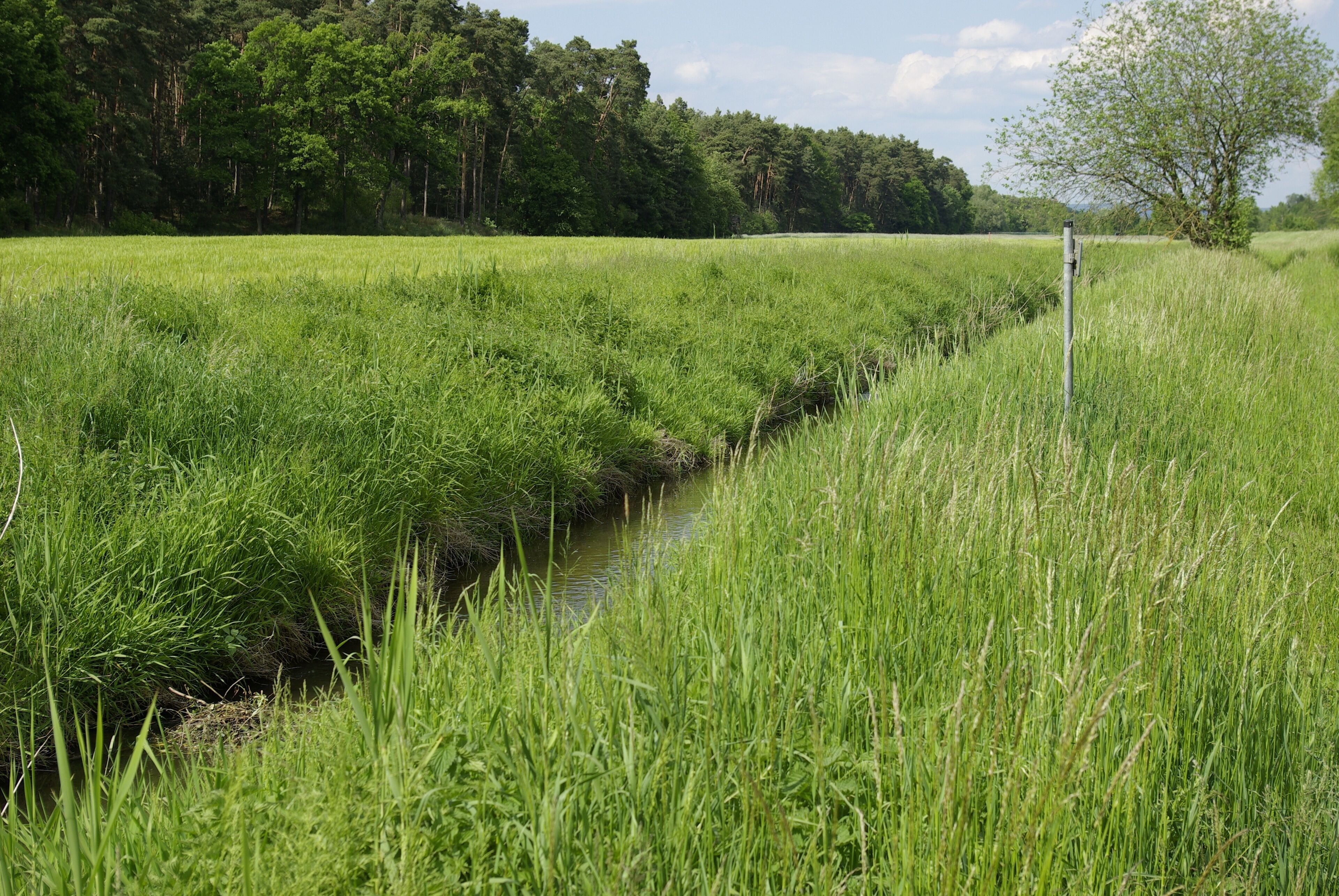 A narrow water channel in a lush green field with tall grass and trees in the background.