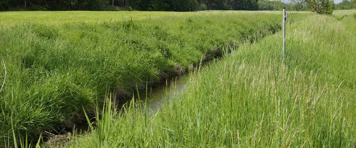 A narrow water channel in a lush green field with tall grass and trees in the background.