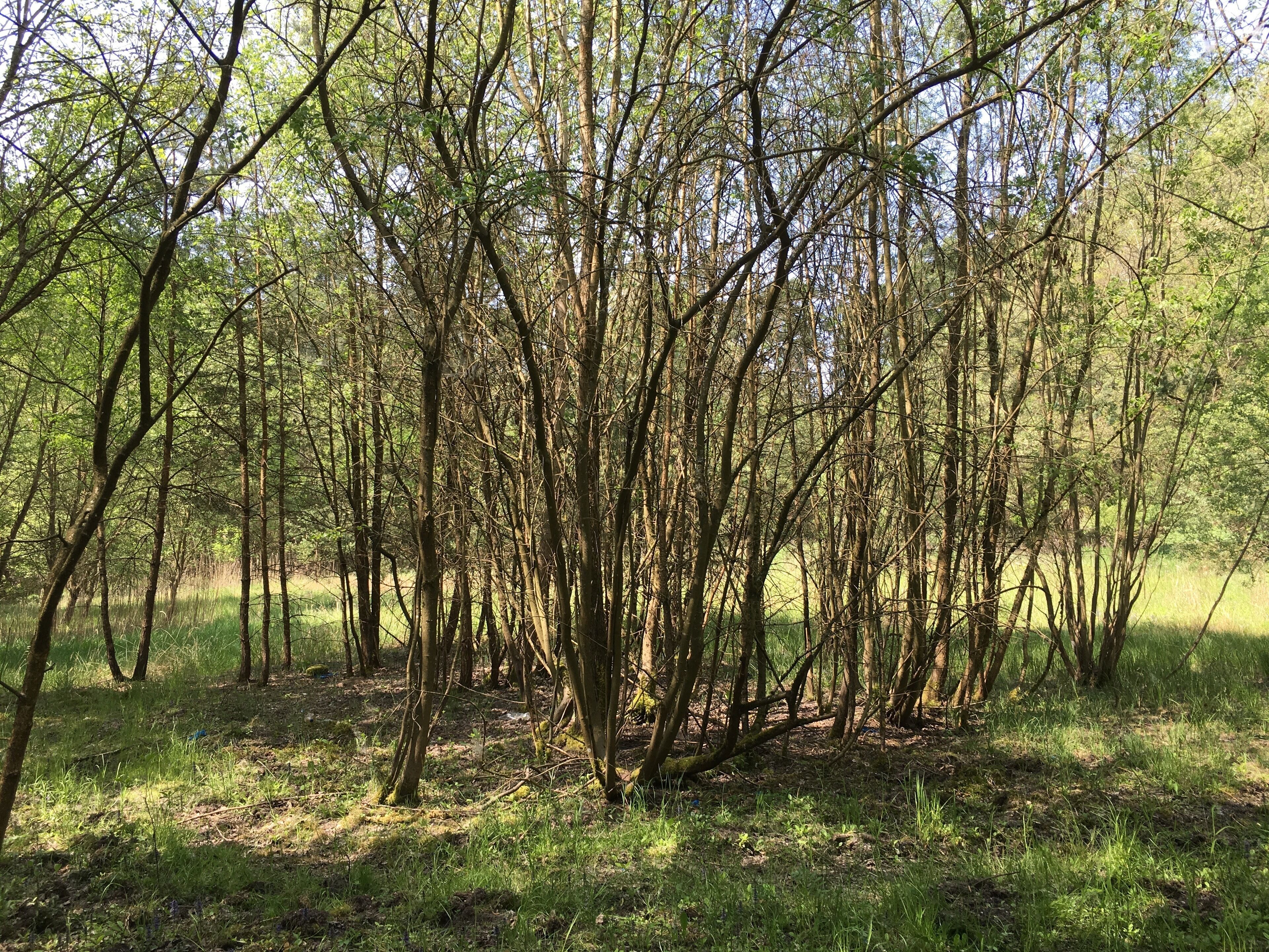 Sandgrube Kleinnseebach