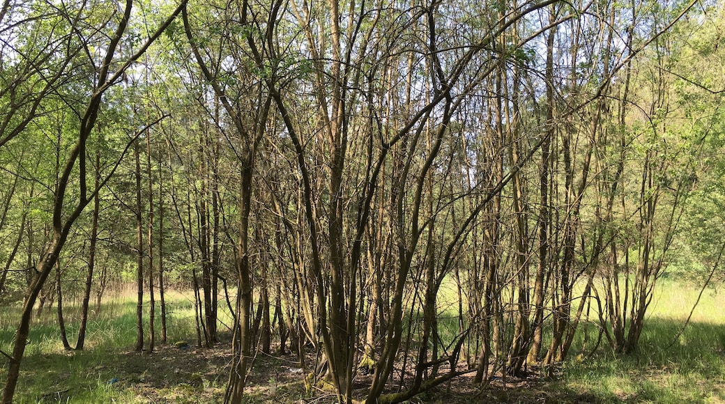 Sandgrube Kleinnseebach