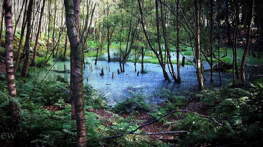 Delamere Forest
@iphoneablephoto