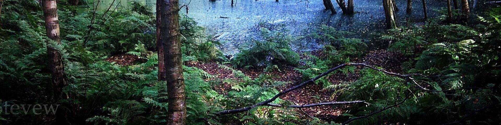 Delamere Forest
@iphoneablephoto