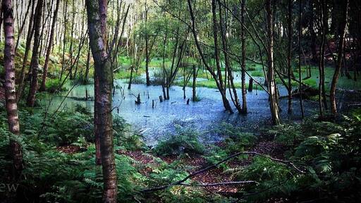 Delamere Forest
@iphoneablephoto