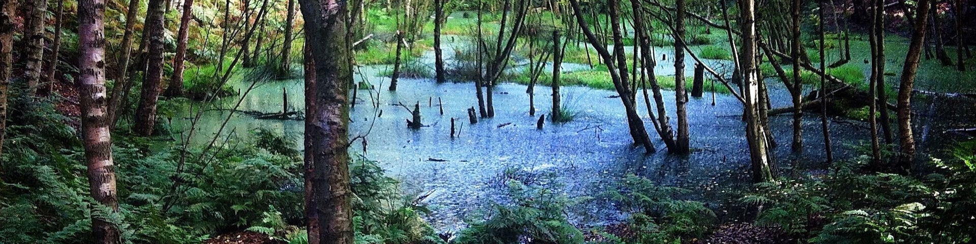 Delamere Forest
@iphoneablephoto