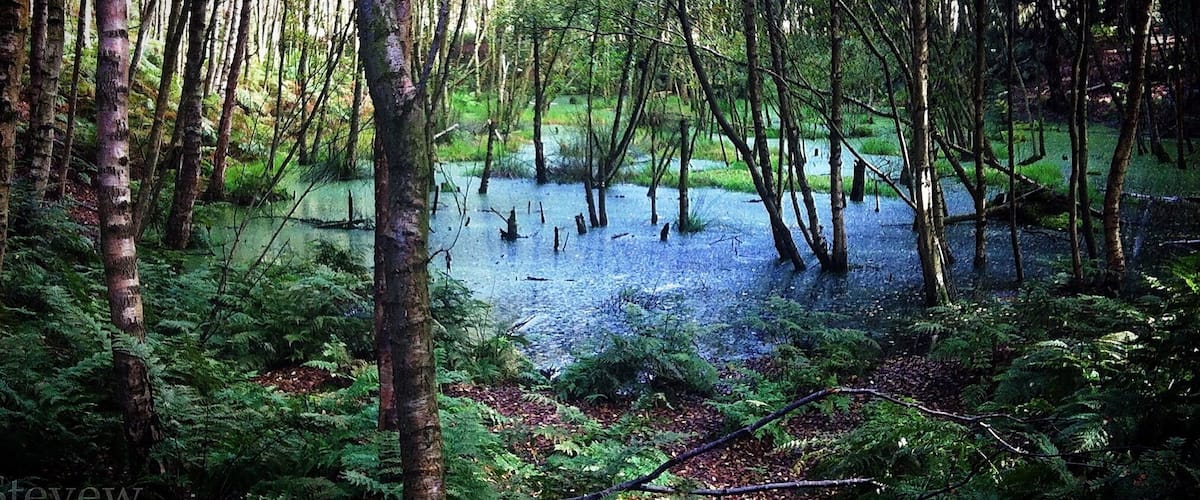 A swampy forest with waterlogged trees and dense ferns.