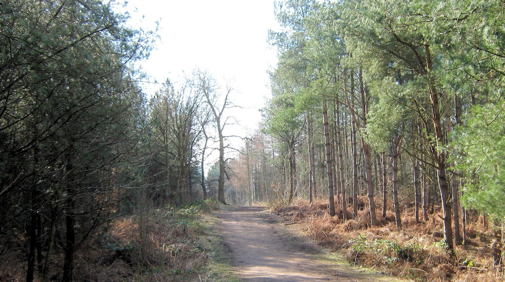Track through Linmere Moss This is one of many tracks through Delamere Forest, this one being in Linmere Moss. The trees lining the track are Scots Pine and the big tree at the top the hill is a Sweet Chestnut.