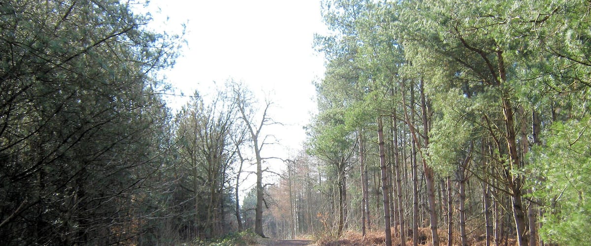 Un chemin de terre bordé de grands pins et traversant une forêt.