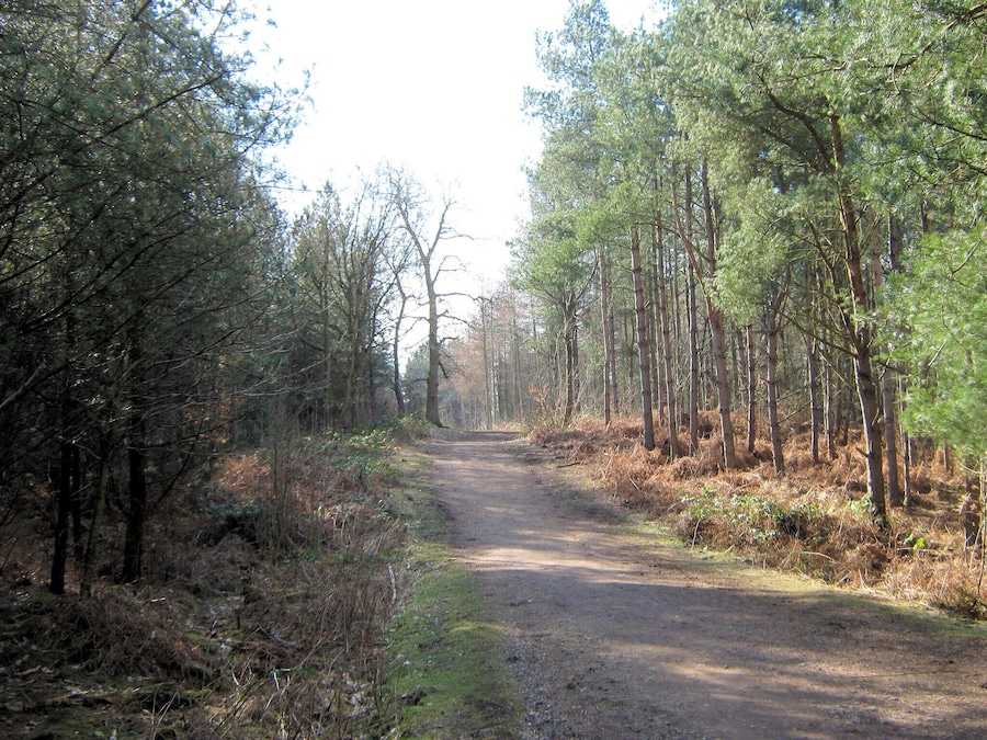 A forested dirt road flanked by tall pine trees.