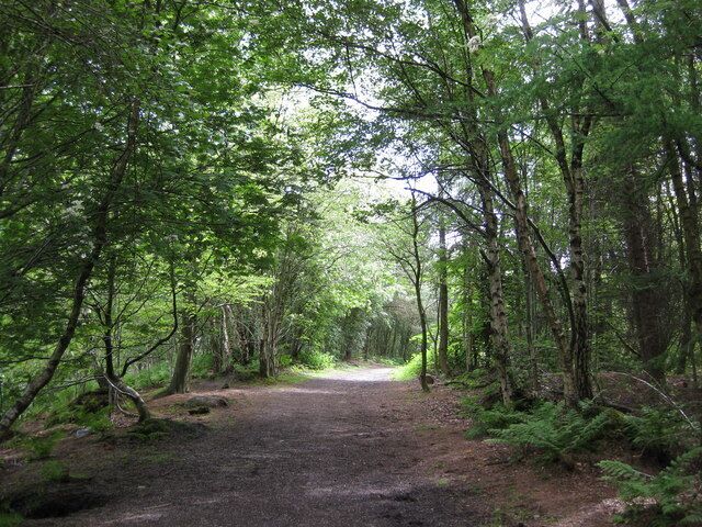 A forested path with dense trees and a dirt trail.