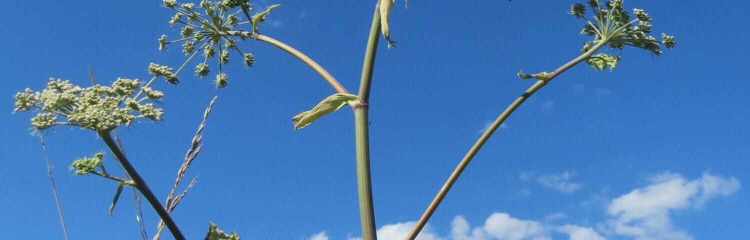 Wald-Engelwurz (Angelica sylvestris) auf einer Saaraue bei Grosbliederstroff